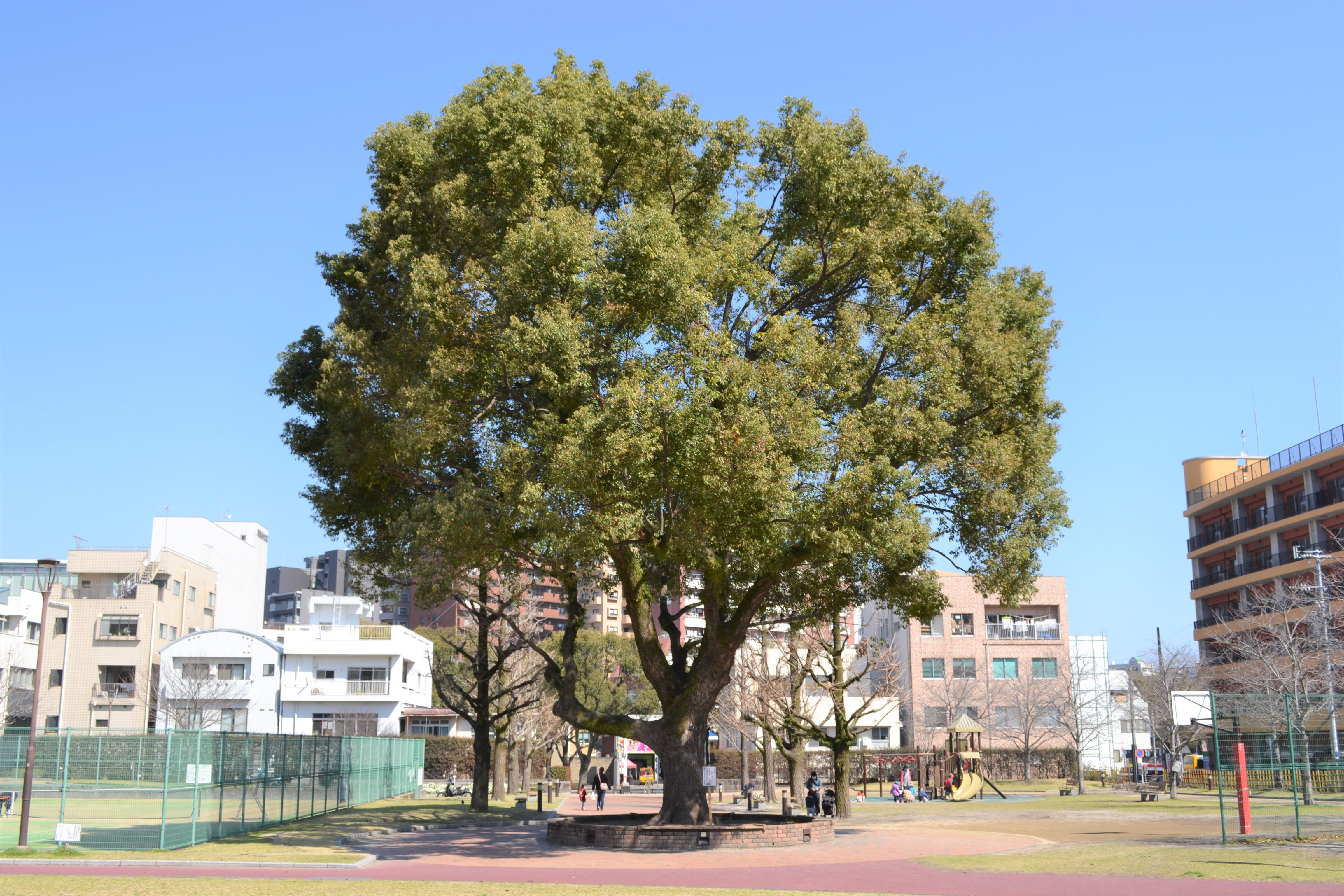 楠1