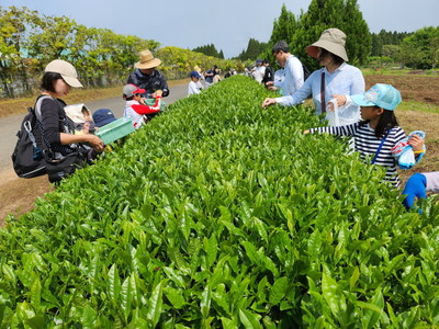 お茶摘み体験2024