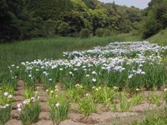 ハナショウブの花の写真