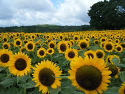 ヒマワリの花の写真