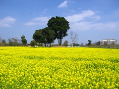 四季の花園に咲く菜の花の写真