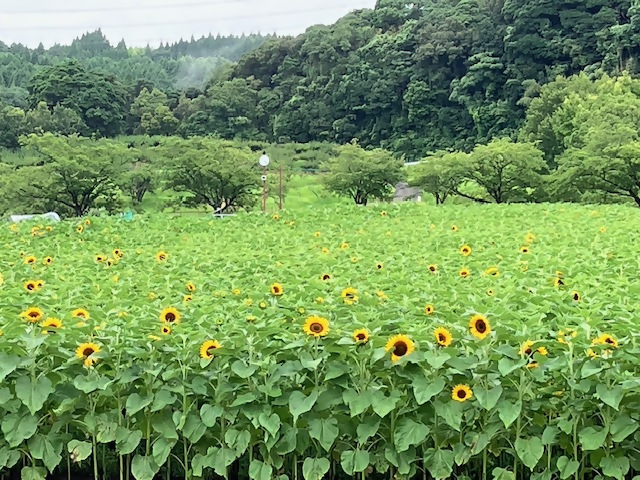 ひまわり